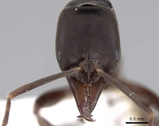 Mesoponera australis specimen CASENT0281891 image casent0281891_2