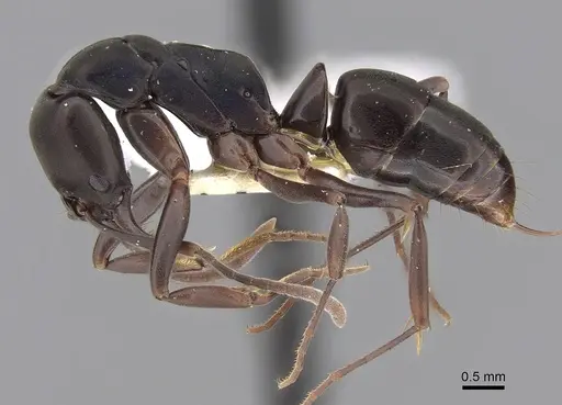 Mesoponera australis specimen CASENT0281891 image casent0281891_3