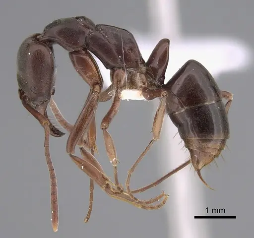 Mesoponera australis specimen CASENT0887831 image casent0887831_1