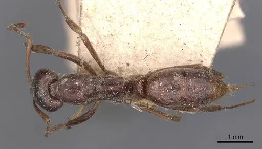 Mesoponera australis specimen CASENT0907275 image casent0907275_1