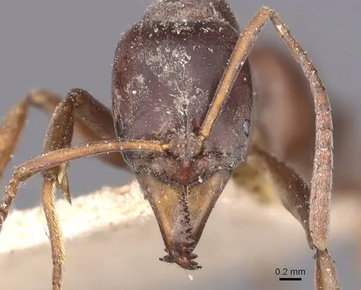 Mesoponera australis specimen CASENT0907275 image casent0907275_2