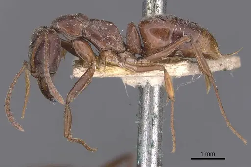 Mesoponera australis specimen CASENT0907275 image casent0907275_3