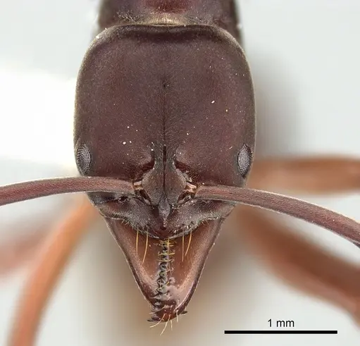 Mesoponera manni specimen CASENT0249170 image casent0249170_2