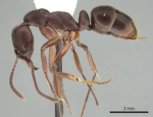 Mesoponera manni specimen CASENT0249170 image casent0249170_3