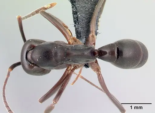 Mesoponera melanaria specimen CASENT0145371 image casent0145371_1