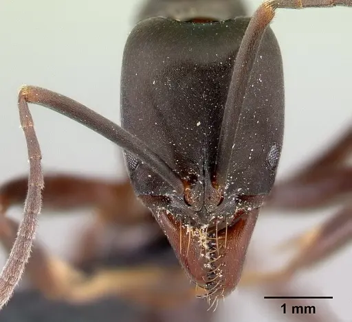 Mesoponera melanaria specimen CASENT0145371 image casent0145371_2