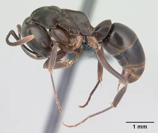 Mesoponera melanaria specimen CASENT0145371 image casent0145371_3