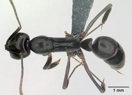 Mesoponera melanaria specimen CASENT0145395 image casent0145395_1