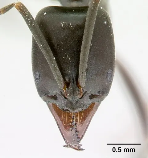 Mesoponera melanaria specimen CASENT0145395 image casent0145395_2