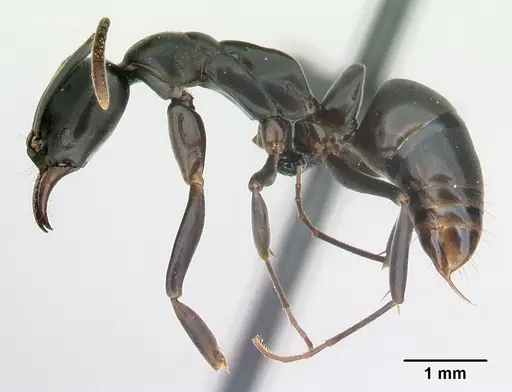 Mesoponera melanaria specimen CASENT0145395 image casent0145395_3