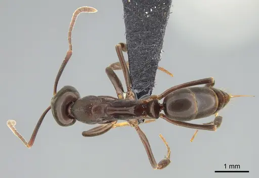 Mesoponera melanaria specimen CASENT0159291 image casent0159291_1