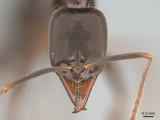 Mesoponera melanaria specimen CASENT0159291 image casent0159291_2