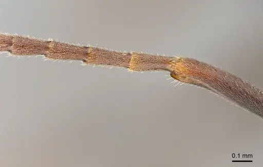 Mesoponera melanaria specimen CASENT0159291 image casent0159291_3