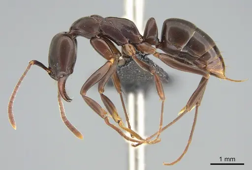 Mesoponera melanaria specimen CASENT0159291 image casent0159291_4