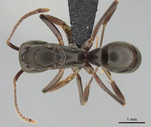 Mesoponera melanaria specimen CASENT0161707 image casent0161707_1