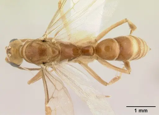 Mesoponera melanaria specimen CASENT0178898 image casent0178898_1