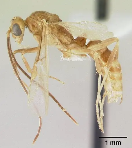 Mesoponera melanaria specimen CASENT0178898 image casent0178898_3
