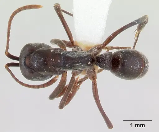 Mesoponera melanaria specimen CASENT0189297 image casent0189297_1