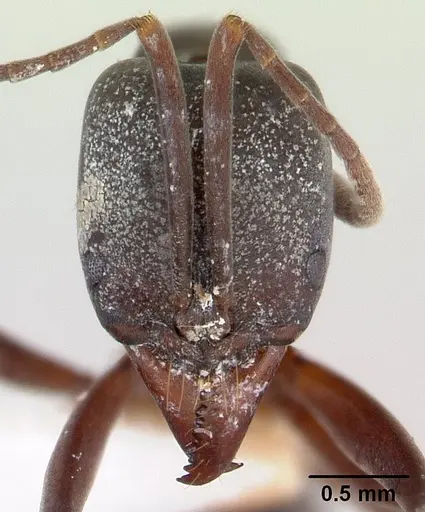 Mesoponera melanaria specimen CASENT0189297 image casent0189297_2
