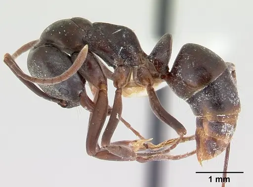 Mesoponera melanaria specimen CASENT0189297 image casent0189297_3