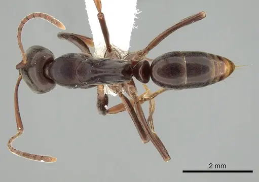 Mesoponera melanaria specimen CASENT0249169 image casent0249169_1