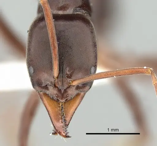 Mesoponera melanaria specimen CASENT0249169 image casent0249169_2