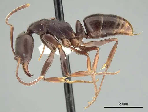 Mesoponera melanaria specimen CASENT0249169 image casent0249169_3