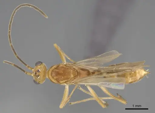Mesoponera melanaria specimen CASENT0272313 image casent0272313_1