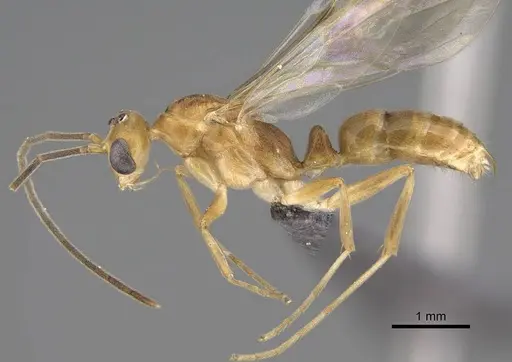 Mesoponera melanaria specimen CASENT0272313 image casent0272313_4