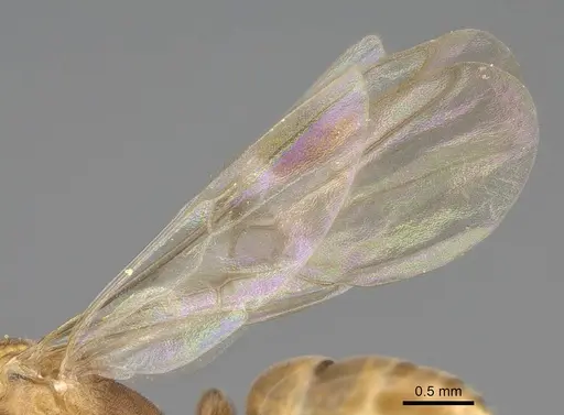 Mesoponera melanaria specimen CASENT0272313 image casent0272313_5