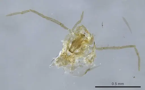 Mesoponera melanaria specimen CASENT0740631 image casent0740631_1