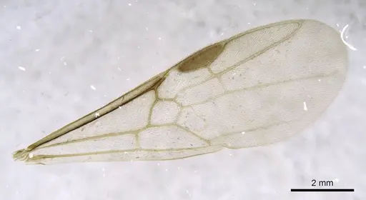 Mesoponera melanaria specimen CASENT0740631 image casent0740631_2