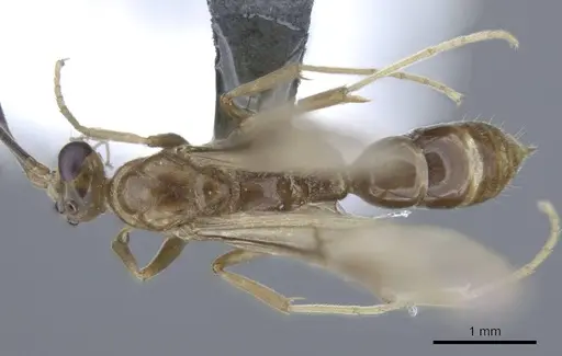 Mesoponera melanaria specimen CASENT0740632 image casent0740632_1