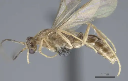 Mesoponera melanaria specimen CASENT0740632 image casent0740632_3