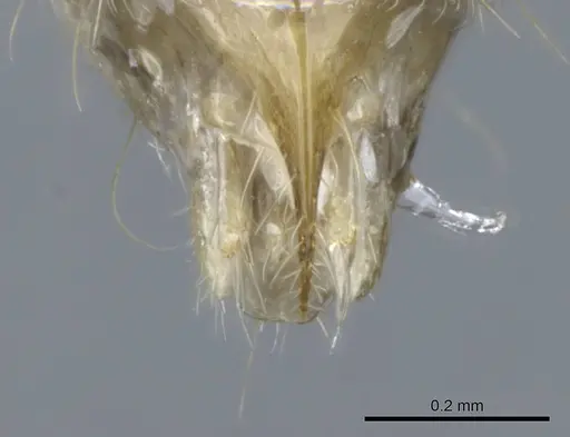 Mesoponera melanaria specimen CASENT0740632 image casent0740632_4