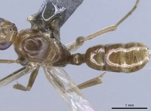 Mesoponera melanaria specimen CASENT0740633 image casent0740633_1