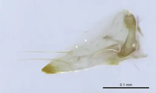 Mesoponera melanaria specimen CASENT0740744 image casent0740744_1