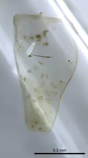 Mesoponera melanaria specimen CASENT0740768 image casent0740768_1