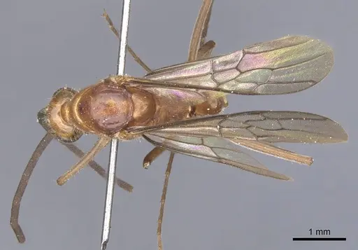 Mesoponera melanaria specimen CASENT0902489 image casent0902489_1