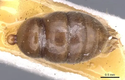 Mesoponera melanaria specimen CASENT0902489 image casent0902489_2