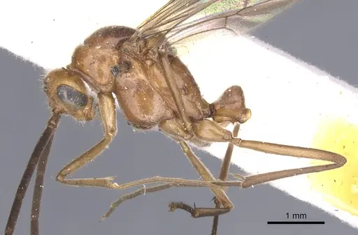 Mesoponera melanaria specimen CASENT0902489 image casent0902489_4