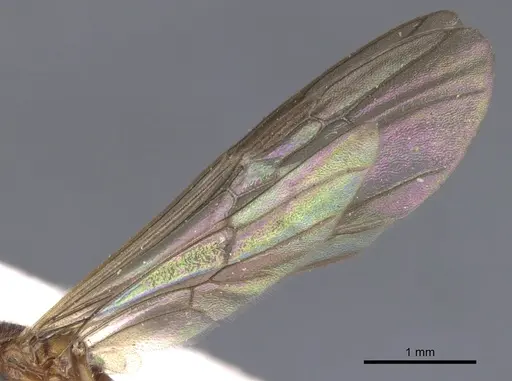 Mesoponera melanaria specimen CASENT0902489 image casent0902489_5