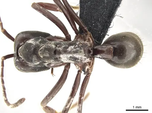 Mesoponera papuana specimen CASENT0650201 image casent0650201_1