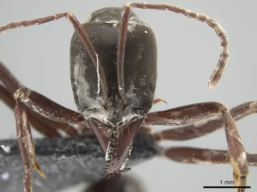 Mesoponera papuana specimen CASENT0650201 image casent0650201_2