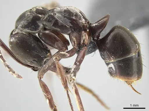 Mesoponera papuana specimen CASENT0650201 image casent0650201_3