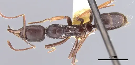 Mesoponera papuana specimen CASENT0902487 image casent0902487_1