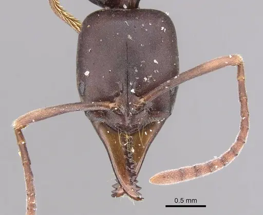 Mesoponera papuana specimen CASENT0902487 image casent0902487_2
