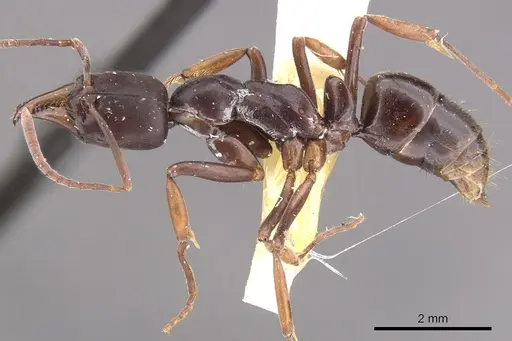 Mesoponera papuana specimen CASENT0902487 image casent0902487_3