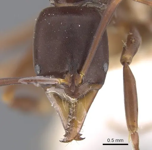 Mesoponera papuana specimen CASENT0902488 image casent0902488_2