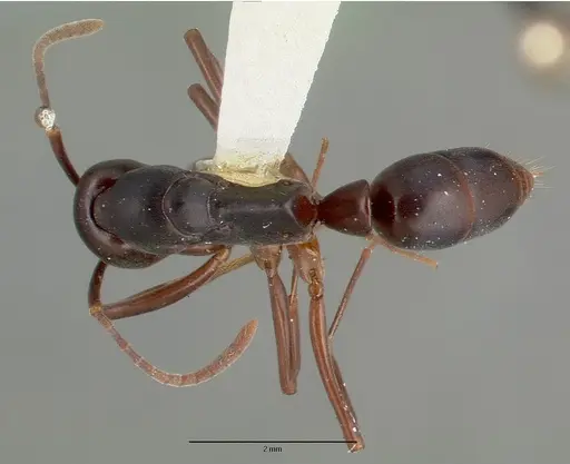 Mesoponera papuana specimen CASTYPE06957 image castype06957_1